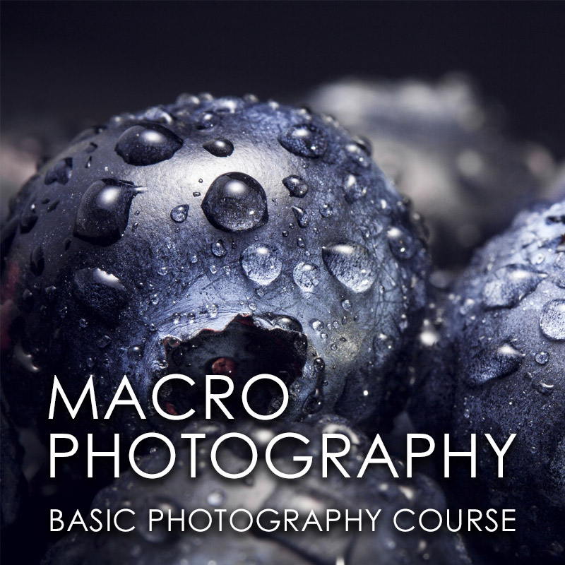 macro--photography-course-in-jordan-800x800
